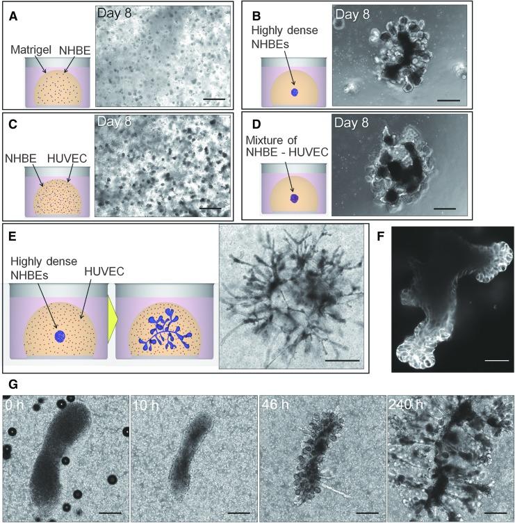 https://cdn.ncbi.nlm.nih.gov/pmc/blobs/150d/5510150/e3b575c8ff21/fig-1.jpg