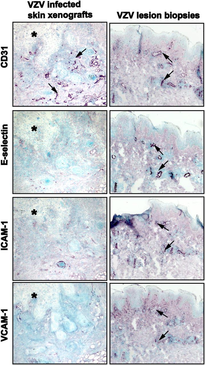 https://cdn.ncbi.nlm.nih.gov/pmc/blobs/150e/2213285/1a0a77c8cd22/20040634f5.jpg