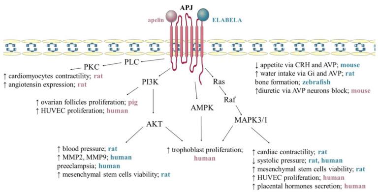 https://cdn.ncbi.nlm.nih.gov/pmc/blobs/150f/9818302/0a406a4a311d/cells-12-00150-g003.jpg