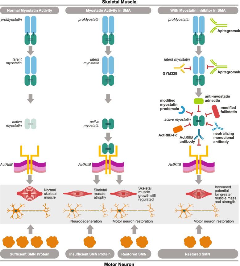 https://cdn.ncbi.nlm.nih.gov/pmc/blobs/1518/9632131/10be8378ca99/12887_2022_3671_Fig3_HTML.jpg