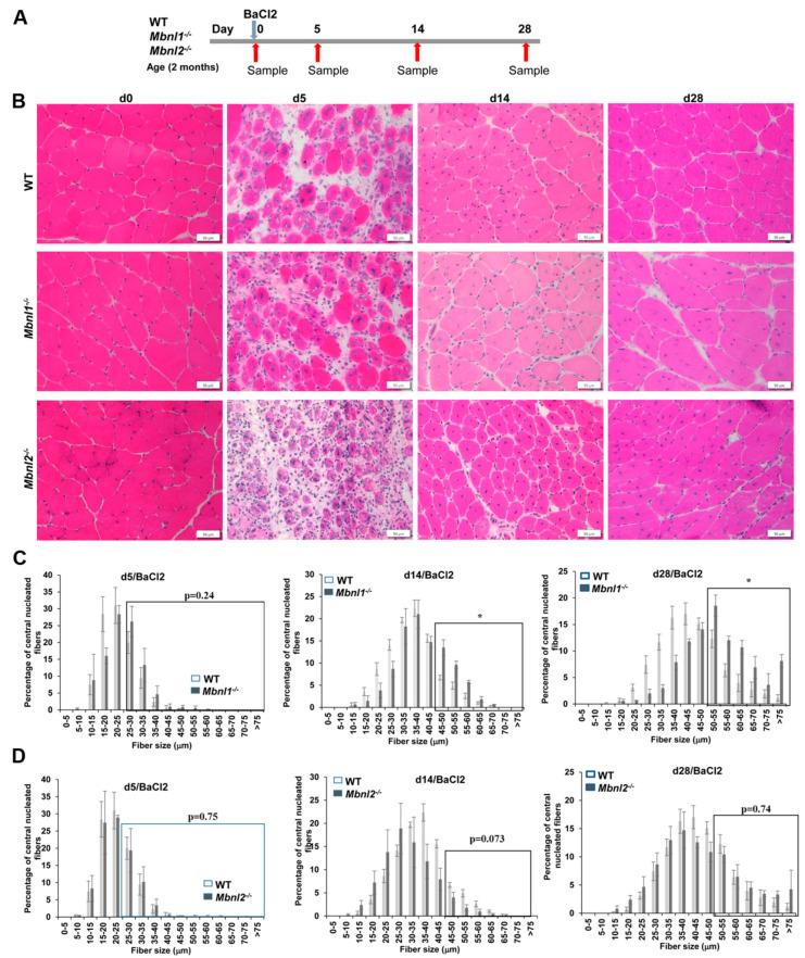 https://cdn.ncbi.nlm.nih.gov/pmc/blobs/151b/10931579/e4a2bcff3e60/ijms-25-02687-g003.jpg