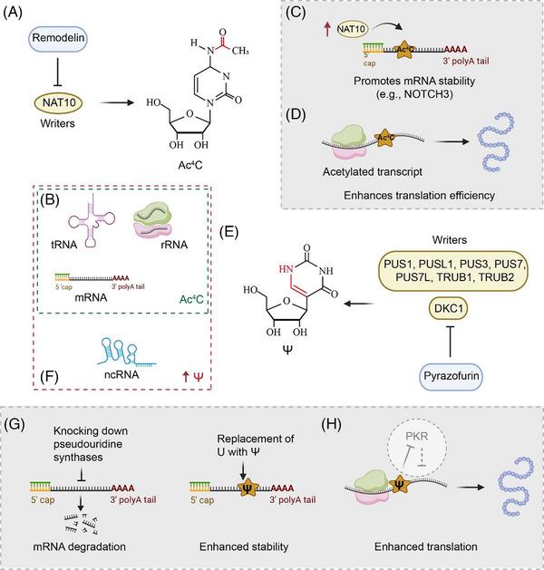 https://cdn.ncbi.nlm.nih.gov/pmc/blobs/151c/11180698/1d6e77dac788/CTM2-14-e1666-g005.jpg