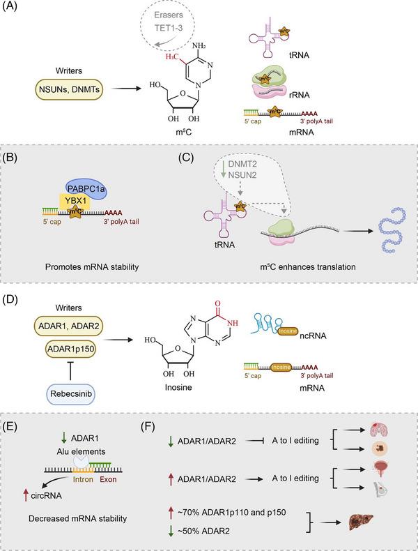 https://cdn.ncbi.nlm.nih.gov/pmc/blobs/151c/11180698/63e7061939cf/CTM2-14-e1666-g007.jpg