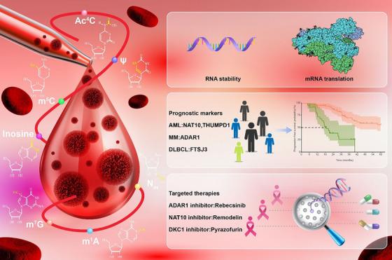 https://cdn.ncbi.nlm.nih.gov/pmc/blobs/151c/11180698/b06a73c1e784/CTM2-14-e1666-g001.jpg