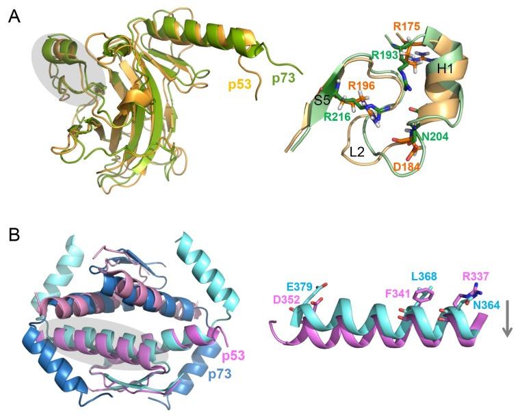 https://cdn.ncbi.nlm.nih.gov/pmc/blobs/1526/4352617/6cb651461d5e/BMB-48-81-g002.jpg