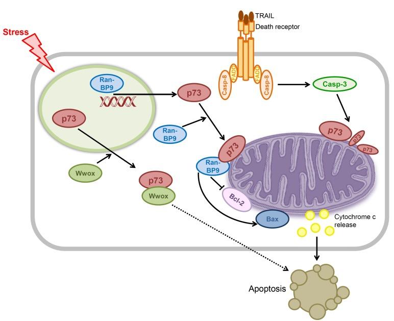 https://cdn.ncbi.nlm.nih.gov/pmc/blobs/1526/4352617/a3010c8e52a5/BMB-48-81-g004.jpg