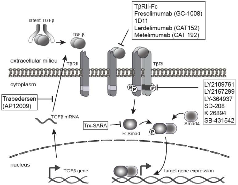 https://cdn.ncbi.nlm.nih.gov/pmc/blobs/1527/3399319/99f8d4cddca2/ijbsv08p0964g03.jpg
