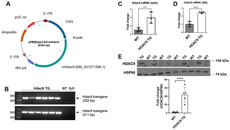 https://cdn.ncbi.nlm.nih.gov/pmc/blobs/1528/11048560/7222e33da180/biomolecules-14-00494-g001.jpg