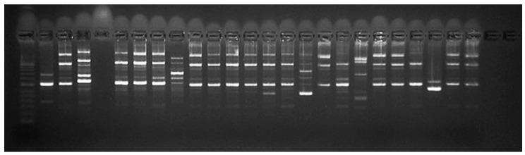 https://cdn.ncbi.nlm.nih.gov/pmc/blobs/1529/11858575/17f052ad28b4/microorganisms-13-00436-g004.jpg