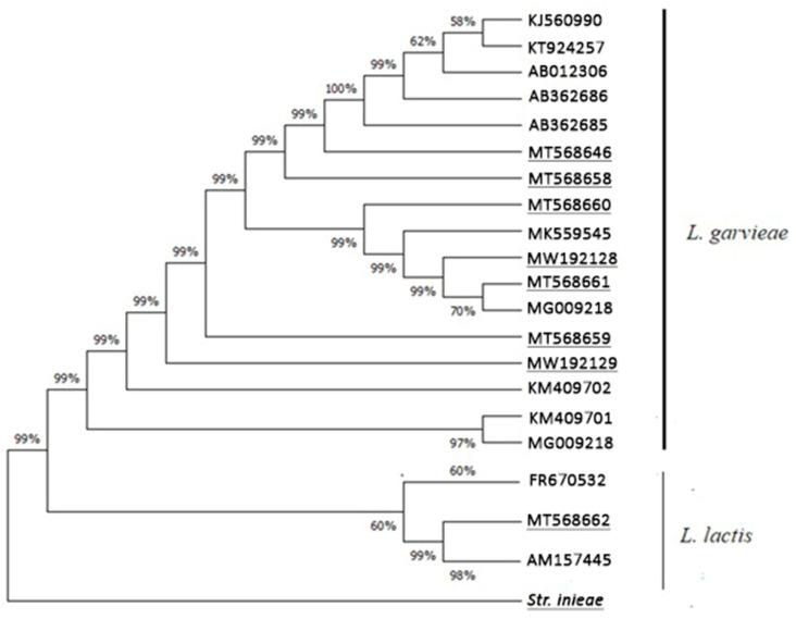 https://cdn.ncbi.nlm.nih.gov/pmc/blobs/1529/11858575/5635fa253c58/microorganisms-13-00436-g006.jpg