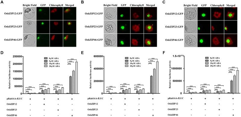 https://cdn.ncbi.nlm.nih.gov/pmc/blobs/152b/4524894/9bdd5289d688/fpls-06-00614-g002.jpg