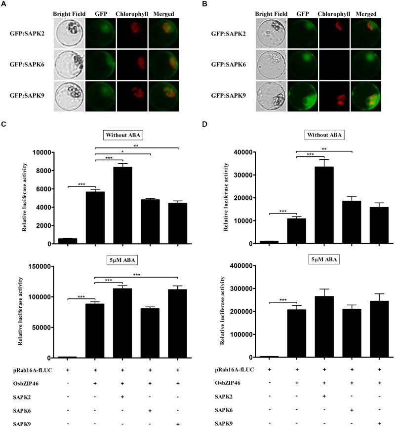 https://cdn.ncbi.nlm.nih.gov/pmc/blobs/152b/4524894/e58eae42f2ba/fpls-06-00614-g003.jpg