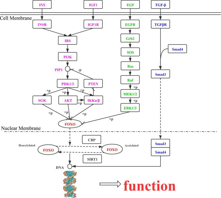 https://cdn.ncbi.nlm.nih.gov/pmc/blobs/152e/8190381/4142141dcd18/fonc-11-667730-g002.jpg