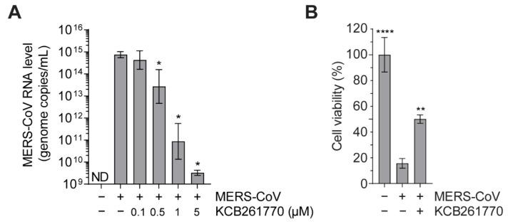 https://cdn.ncbi.nlm.nih.gov/pmc/blobs/152f/8402677/273ecc6b7e34/viruses-13-01639-g006.jpg