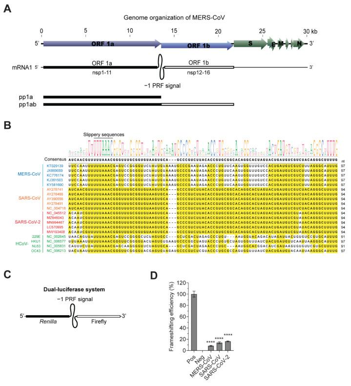 https://cdn.ncbi.nlm.nih.gov/pmc/blobs/152f/8402677/788c4a47a110/viruses-13-01639-g001.jpg