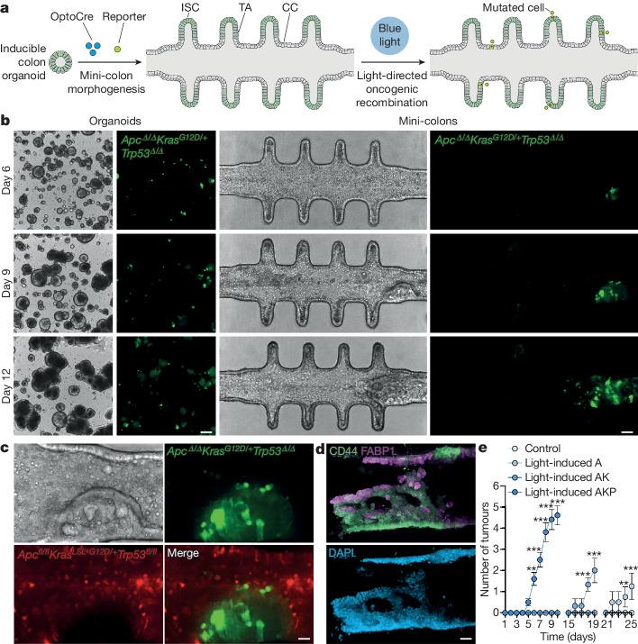 https://cdn.ncbi.nlm.nih.gov/pmc/blobs/1530/11078756/24ae541bd41d/41586_2024_7330_Fig1_HTML.jpg