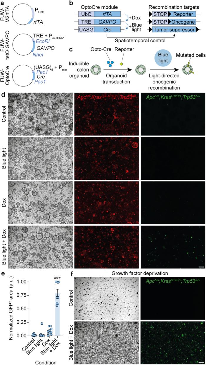 https://cdn.ncbi.nlm.nih.gov/pmc/blobs/1530/11078756/5ef4d1a4283f/41586_2024_7330_Fig5_ESM.jpg