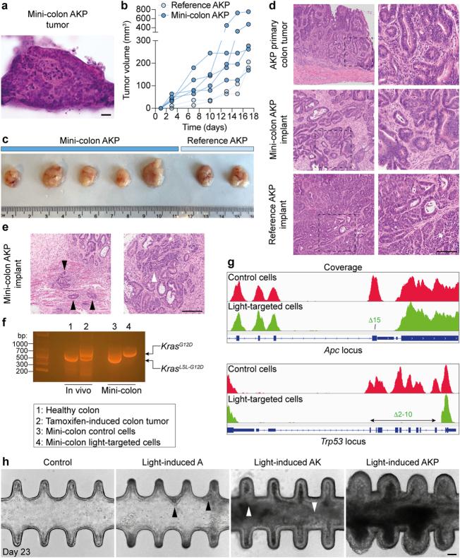 https://cdn.ncbi.nlm.nih.gov/pmc/blobs/1530/11078756/dca55fde64dd/41586_2024_7330_Fig7_ESM.jpg