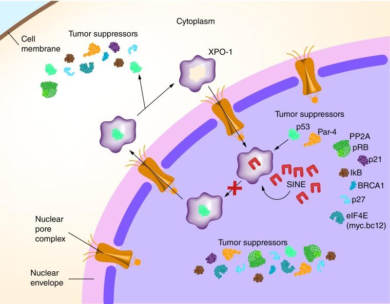 https://cdn.ncbi.nlm.nih.gov/pmc/blobs/1533/6219429/a9a78c11d137/ijh-07-04-g1.jpg