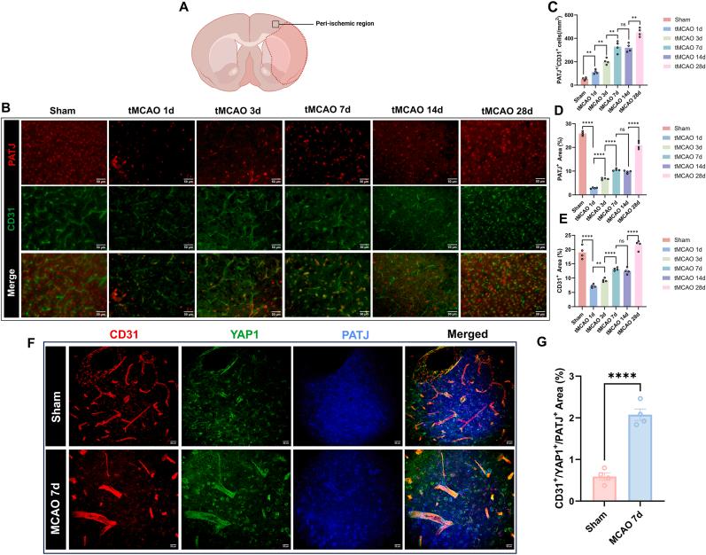 https://cdn.ncbi.nlm.nih.gov/pmc/blobs/1538/12169792/415a1b8c1844/gr6.jpg