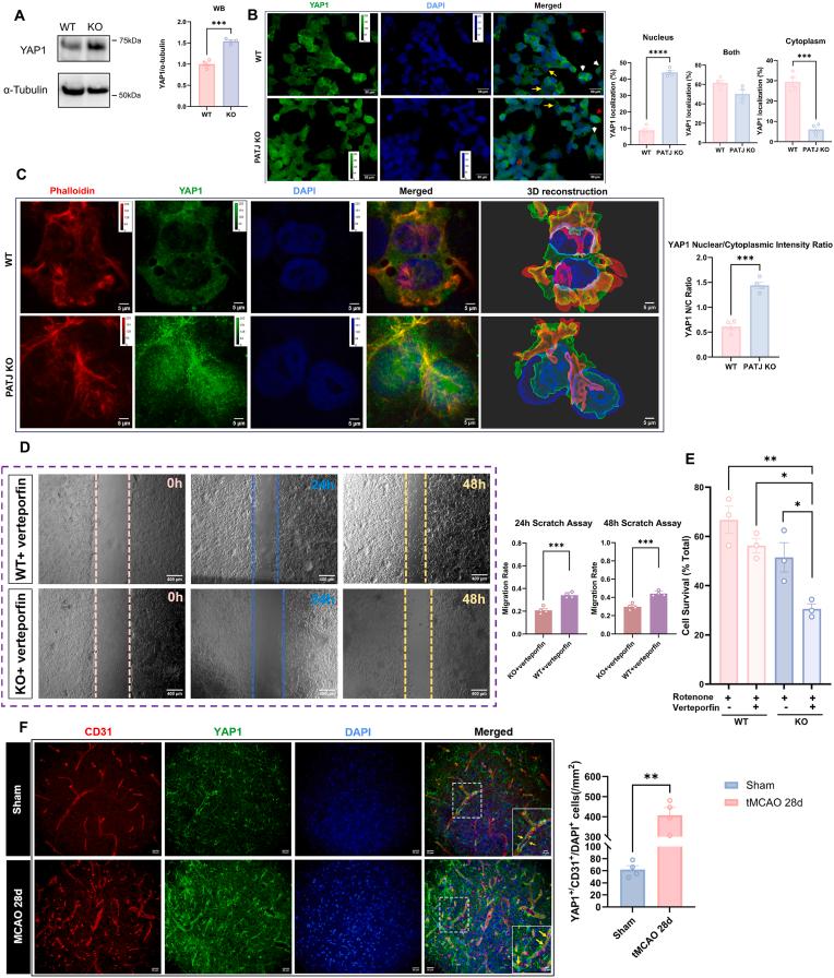 https://cdn.ncbi.nlm.nih.gov/pmc/blobs/1538/12169792/ea83c3aea96f/gr5.jpg