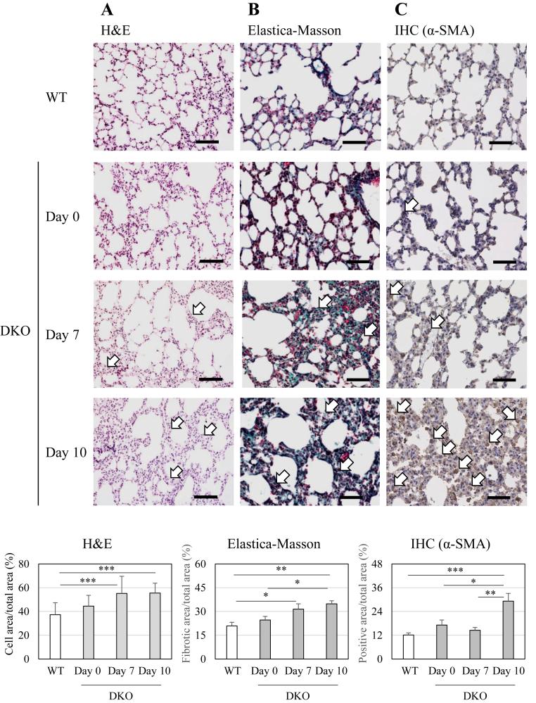 https://cdn.ncbi.nlm.nih.gov/pmc/blobs/1538/12273234/1514ecc23456/gr1.jpg