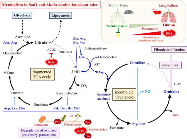 https://cdn.ncbi.nlm.nih.gov/pmc/blobs/1538/12273234/cf89a8462955/ga1.jpg