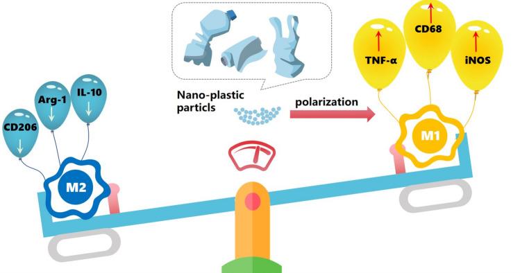 https://cdn.ncbi.nlm.nih.gov/pmc/blobs/1539/11251024/078b35090521/41598_2024_67289_Sch1_HTML.jpg