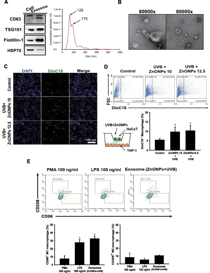 https://cdn.ncbi.nlm.nih.gov/pmc/blobs/153b/10900617/b45744be9a41/12989_2024_571_Fig4a_HTML.jpg