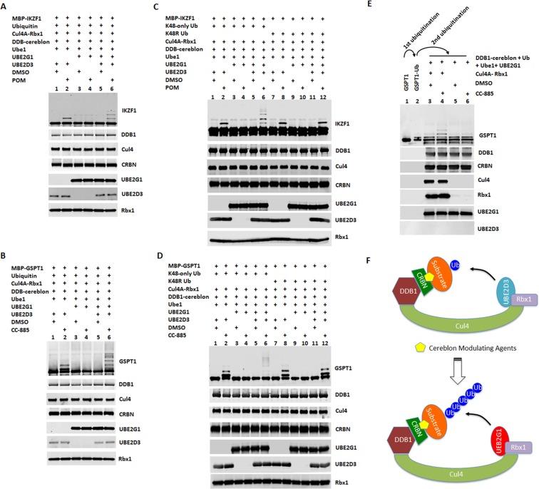 https://cdn.ncbi.nlm.nih.gov/pmc/blobs/153f/6185104/441e2e15e328/elife-40958-fig4.jpg