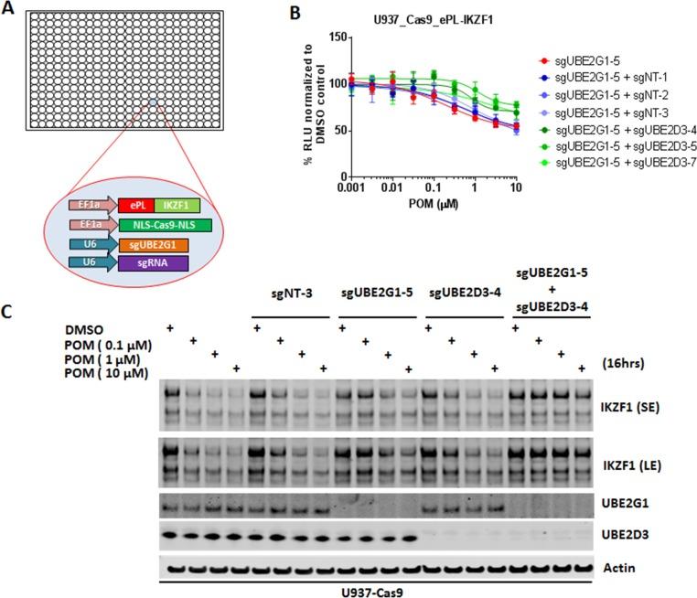 https://cdn.ncbi.nlm.nih.gov/pmc/blobs/153f/6185104/ae0fdb2c7f78/elife-40958-fig2.jpg