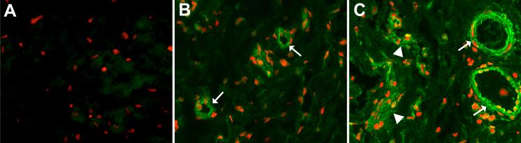 https://cdn.ncbi.nlm.nih.gov/pmc/blobs/1544/3025095/95000243cf50/mv-v17-177-f1.jpg