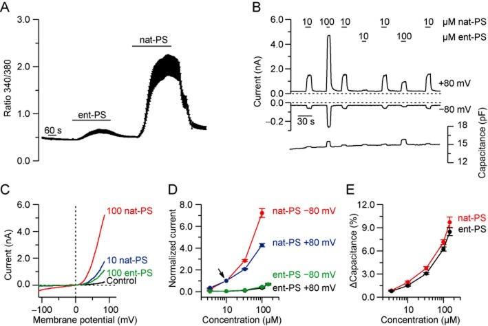 https://cdn.ncbi.nlm.nih.gov/pmc/blobs/1544/3925040/e22c2d95359d/bph0171-1019-f3.jpg