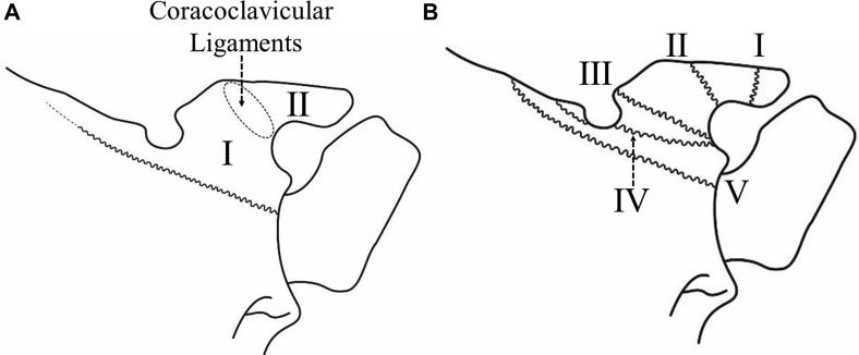https://cdn.ncbi.nlm.nih.gov/pmc/blobs/154d/10426686/0986811e460c/gr3.jpg