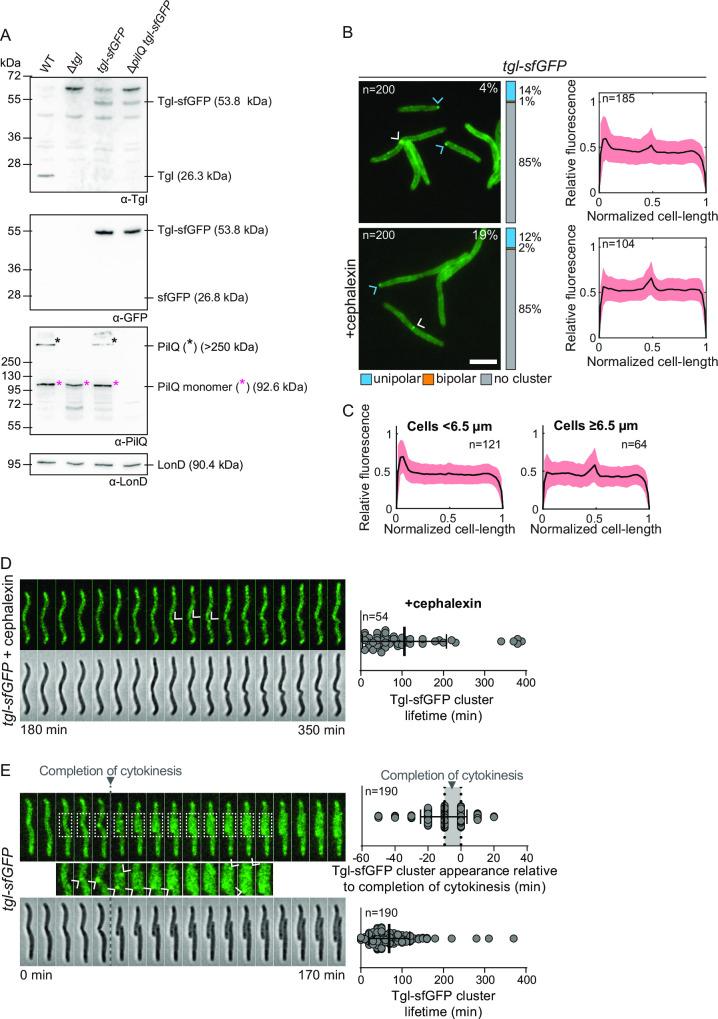 https://cdn.ncbi.nlm.nih.gov/pmc/blobs/1552/10653833/77b03d2af4c5/mbio.01593-23.f003.jpg