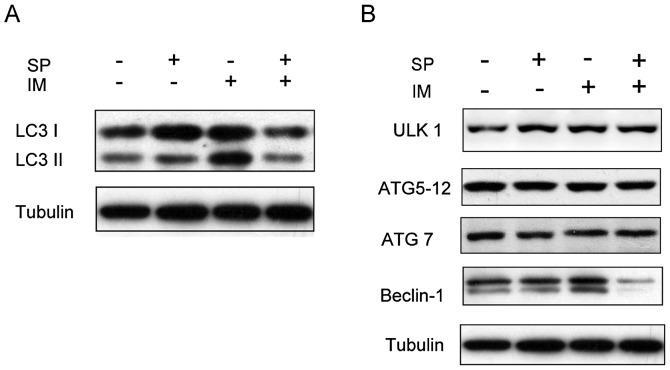https://cdn.ncbi.nlm.nih.gov/pmc/blobs/1553/6904104/33948df08d44/IJO-44-05-1661-g00.jpg