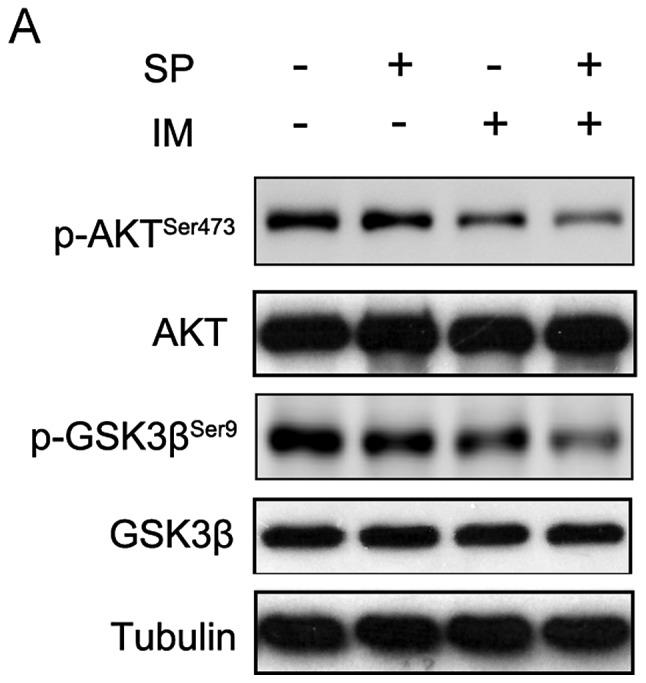 https://cdn.ncbi.nlm.nih.gov/pmc/blobs/1553/6904104/b7dbf95f81b0/IJO-44-05-1661-g12.jpg