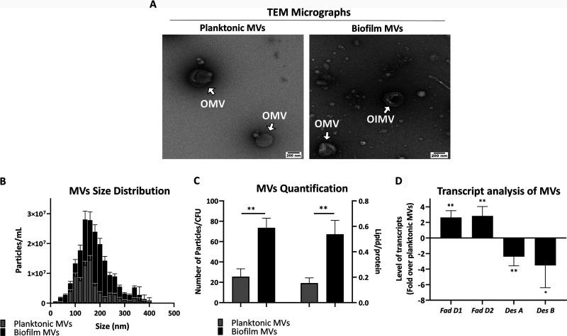 https://cdn.ncbi.nlm.nih.gov/pmc/blobs/1554/9241526/43ec8684ad6e/msphere.00187-22-f002.jpg