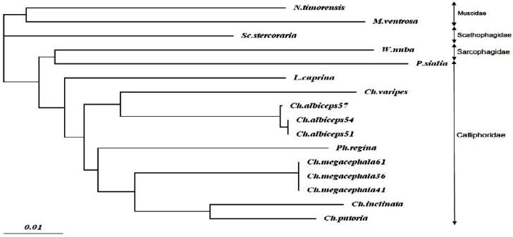 https://cdn.ncbi.nlm.nih.gov/pmc/blobs/1556/3547307/6e696a96e912/jad-6-156f5.jpg