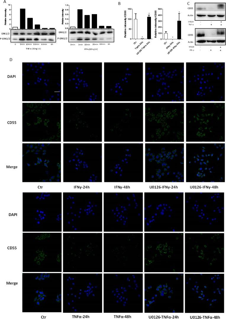 https://cdn.ncbi.nlm.nih.gov/pmc/blobs/1557/6238980/feb0d3acc098/oncotarget-09-35517-g005.jpg
