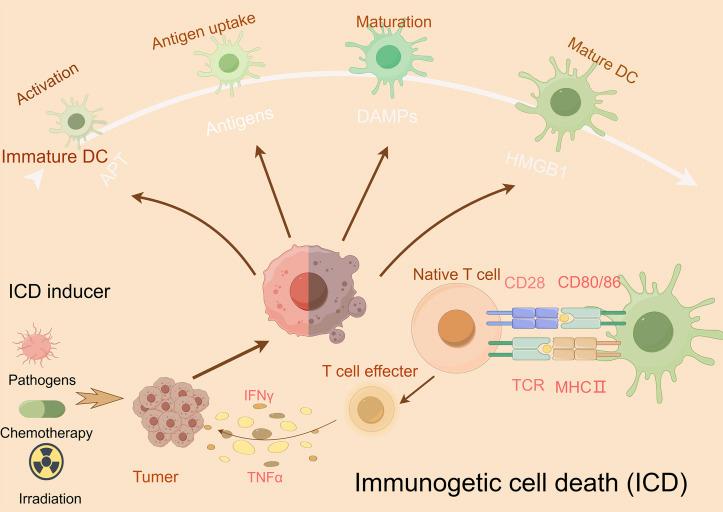 https://cdn.ncbi.nlm.nih.gov/pmc/blobs/155e/12308763/0174506dbf49/fcell-13-1611055-g005.jpg