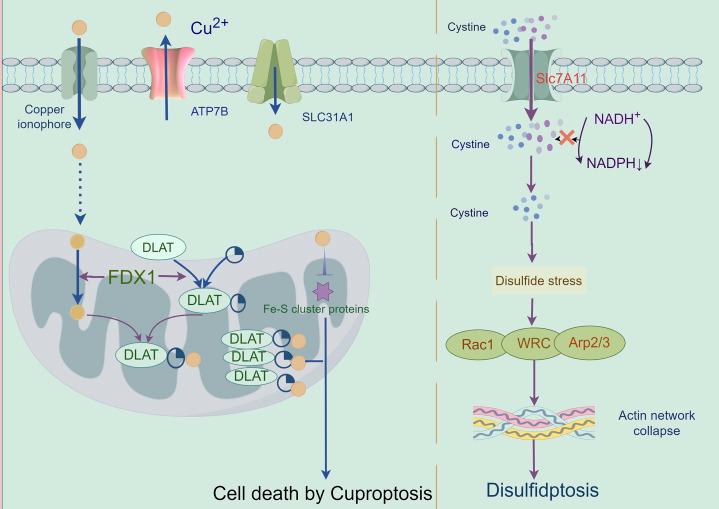 https://cdn.ncbi.nlm.nih.gov/pmc/blobs/155e/12308763/4669b552223b/fcell-13-1611055-g007.jpg