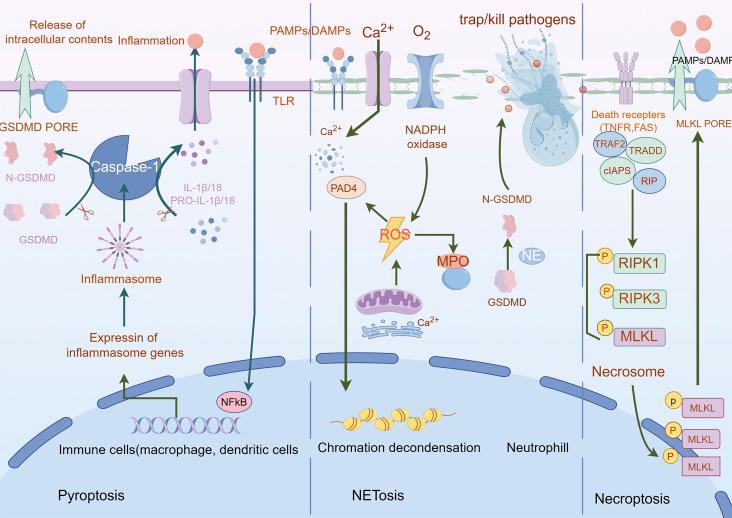 https://cdn.ncbi.nlm.nih.gov/pmc/blobs/155e/12308763/4e1d0d1580fd/fcell-13-1611055-g006.jpg