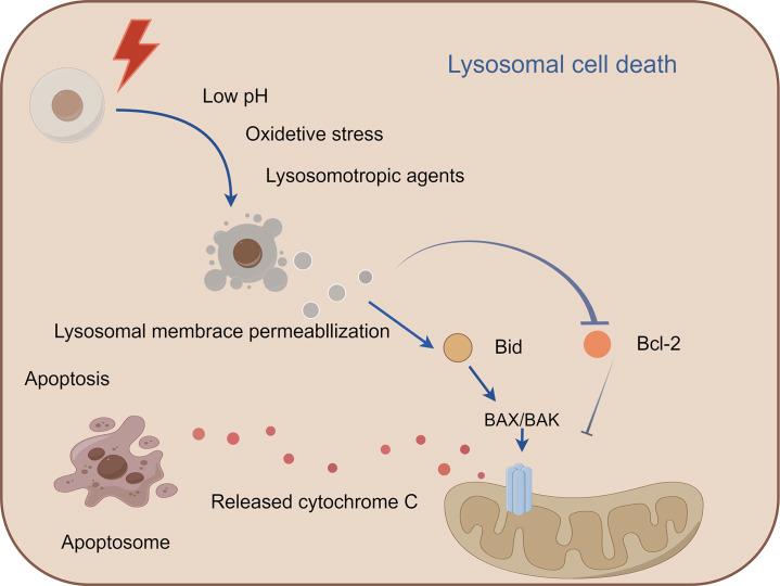 https://cdn.ncbi.nlm.nih.gov/pmc/blobs/155e/12308763/668407e36d6b/fcell-13-1611055-g004.jpg