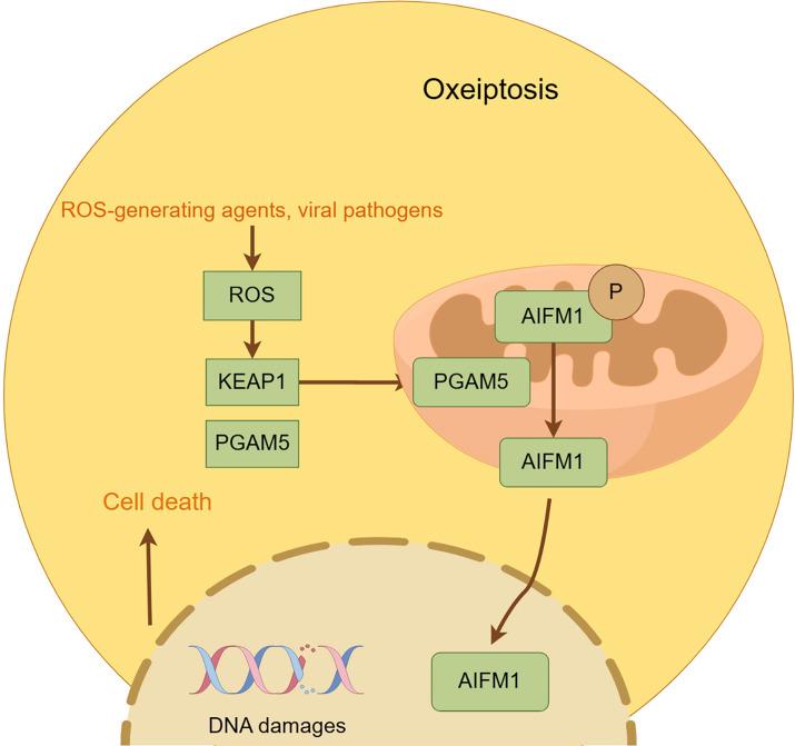 https://cdn.ncbi.nlm.nih.gov/pmc/blobs/155e/12308763/89026f81789b/fcell-13-1611055-g011.jpg