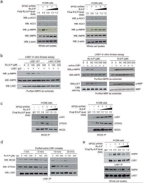 https://cdn.ncbi.nlm.nih.gov/pmc/blobs/155f/4628560/ecfdf8673058/nihms-724509-f0004.jpg