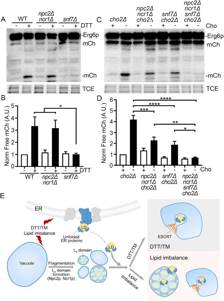 https://cdn.ncbi.nlm.nih.gov/pmc/blobs/155f/8694086/cb507fea5973/mbc-32-br12-g005.jpg
