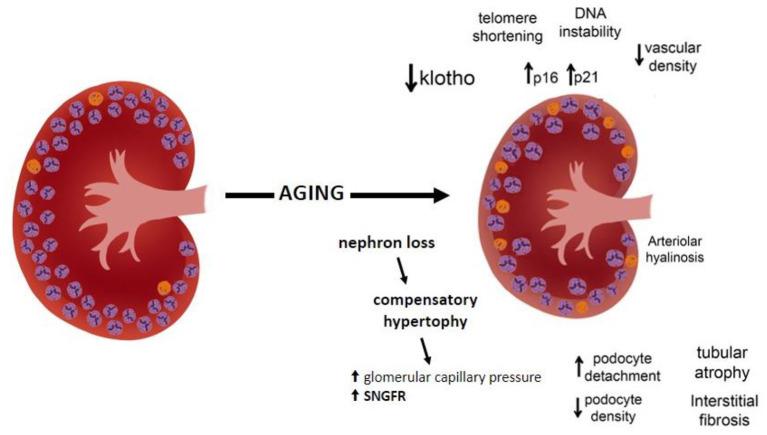 https://cdn.ncbi.nlm.nih.gov/pmc/blobs/1562/9519889/be594761de24/fmed-09-769329-g0001.jpg