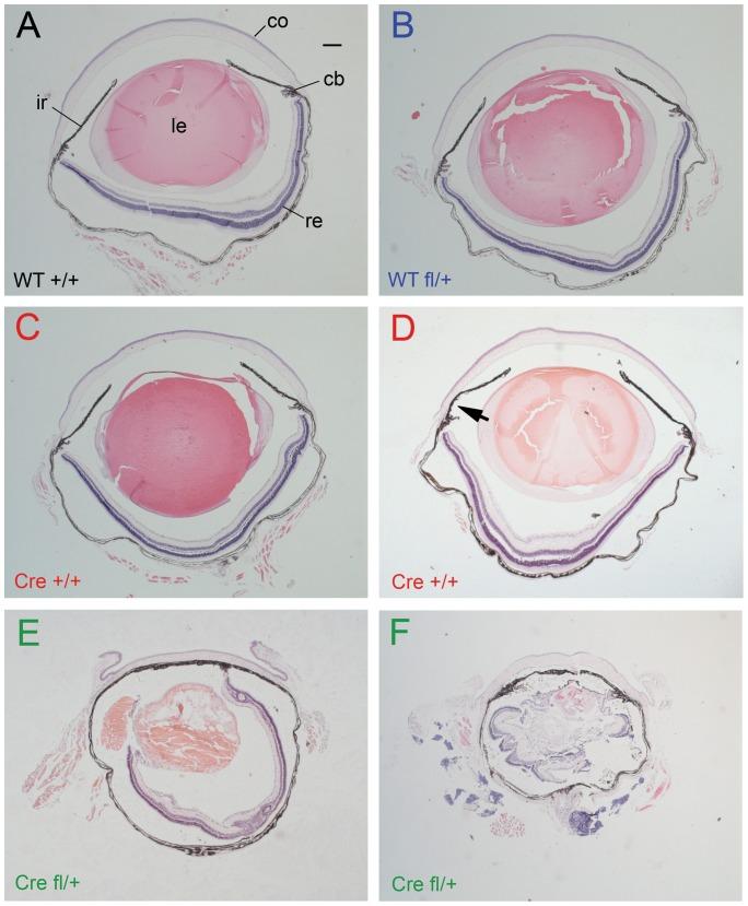 https://cdn.ncbi.nlm.nih.gov/pmc/blobs/1568/4182886/6401efbf4177/pone.0109193.g002.jpg