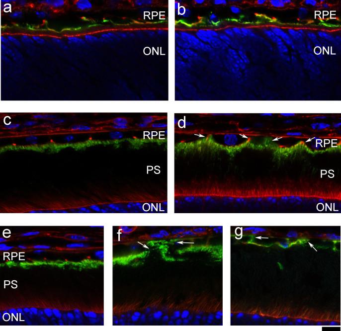 https://cdn.ncbi.nlm.nih.gov/pmc/blobs/156b/4366848/4743bde1be4c/srep09358-f6.jpg